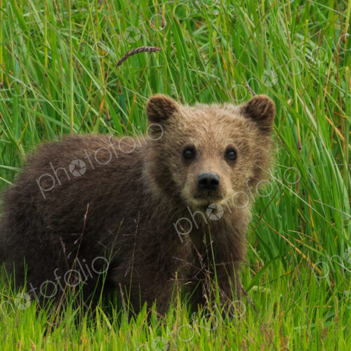 Brown bear cub, Lake Clark National Park, Alaska, USA Brown bear cub, Lake Clark National Park, Alaska, USA