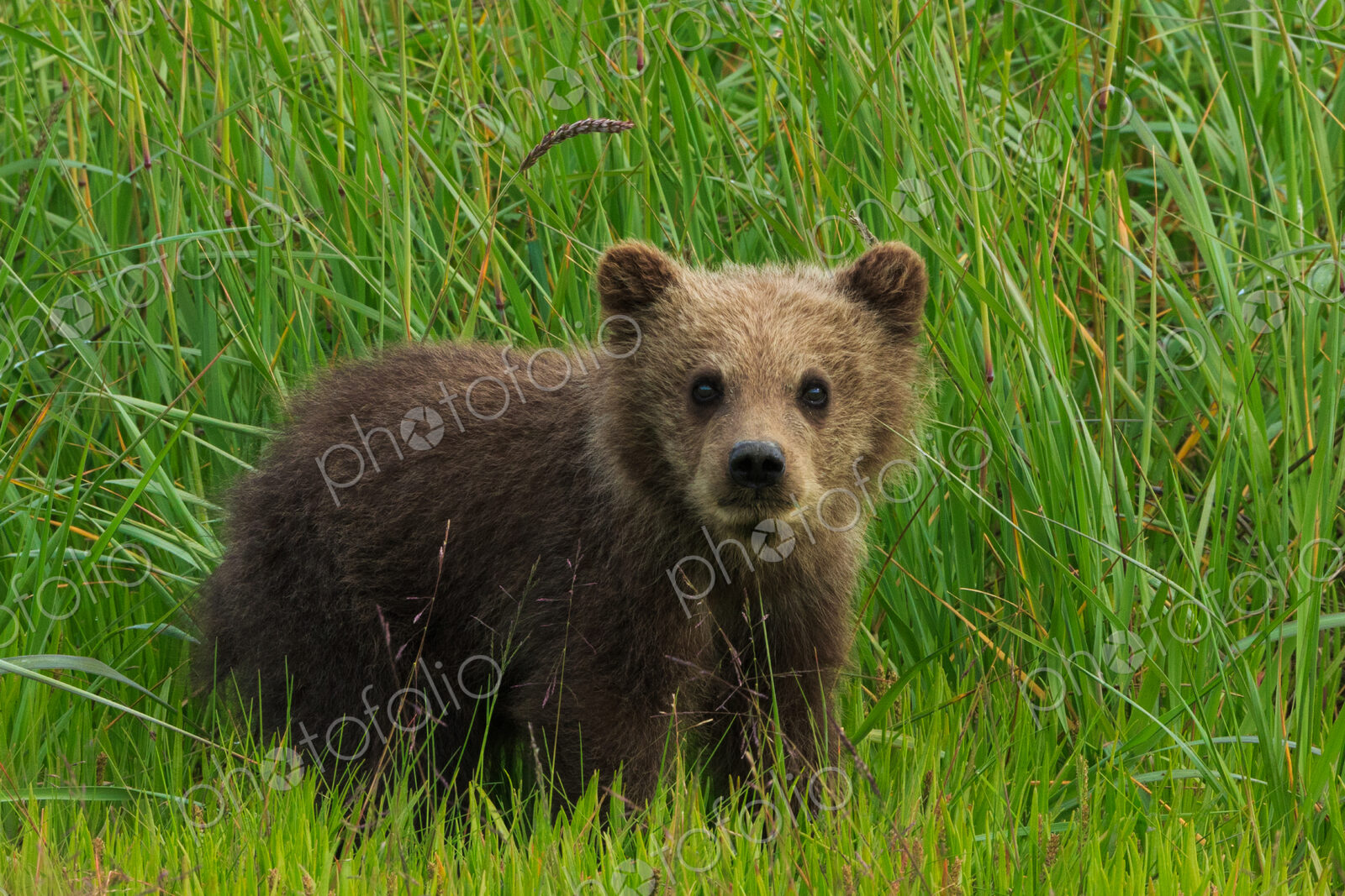 Brown bear cub, Lake Clark National Park, Alaska, USA