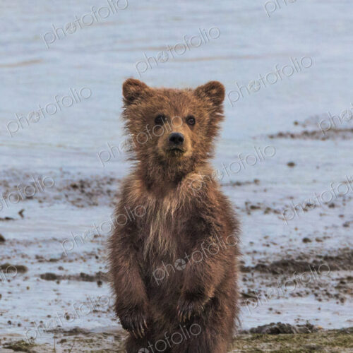 Brown bear cub, Lake Clark National Park, Alaska, USA Brown bear cub, Lake Clark National Park, Alaska, USA