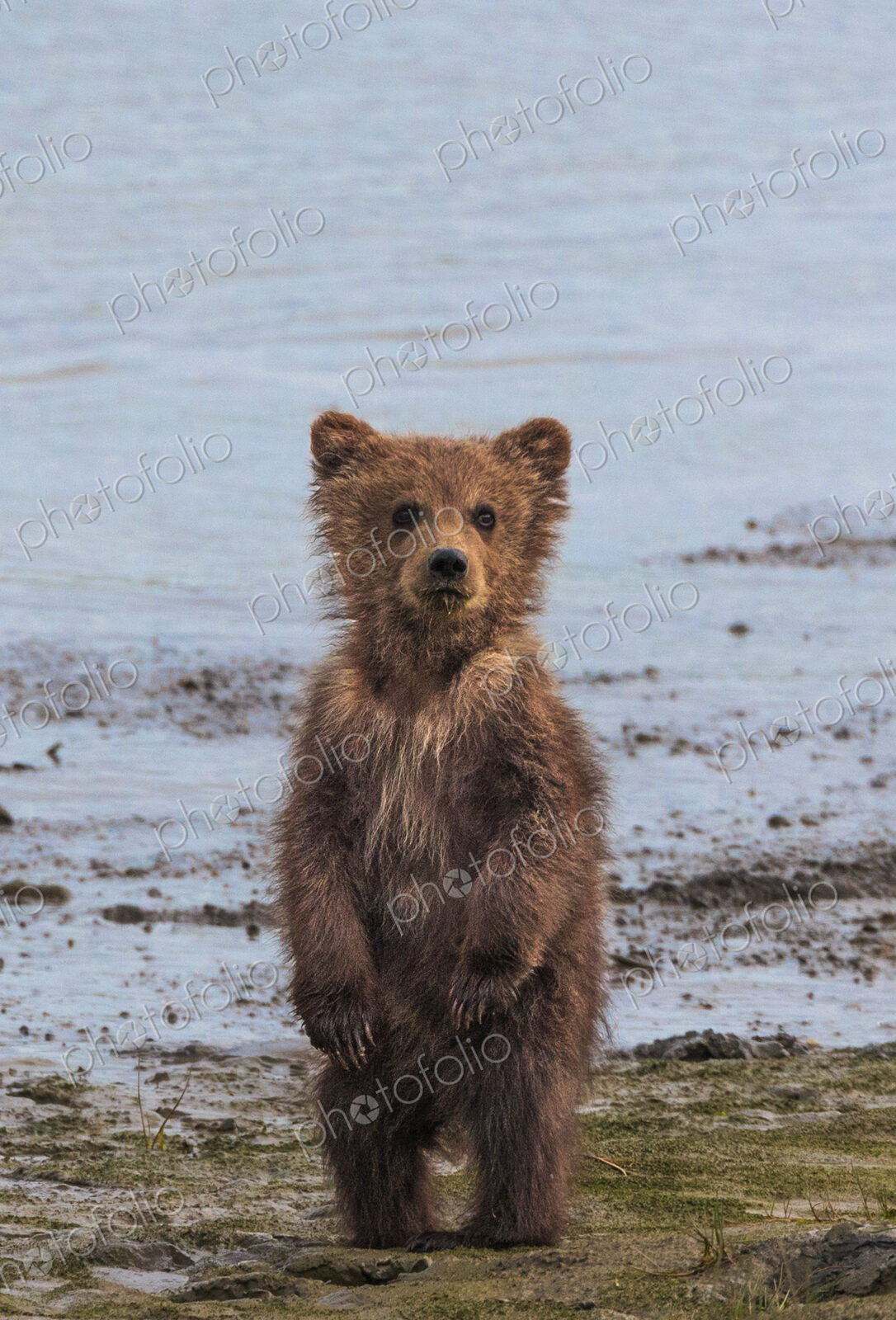 Brown bear cub, Lake Clark National Park, Alaska, USA