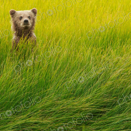 Brown bear cub, Lake Clark National Park, Alaska, USA