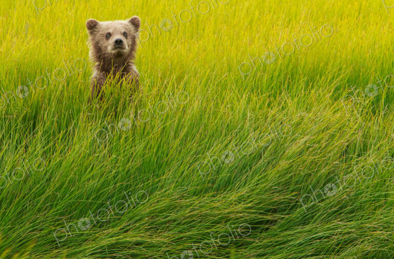Brown bear cub, Lake Clark National Park, Alaska, USA