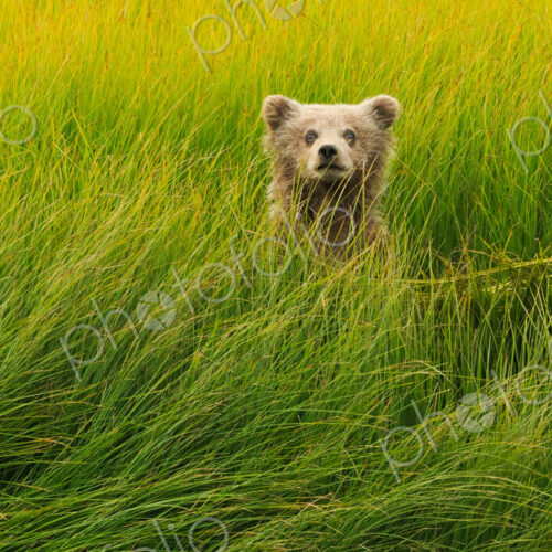 Brown bear cub, Lake Clark National Park, Alaska, USA Brown bear cub, Lake Clark National Park, Alaska, USA