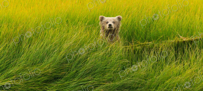 Brown bear cub, Lake Clark National Park, Alaska, USA