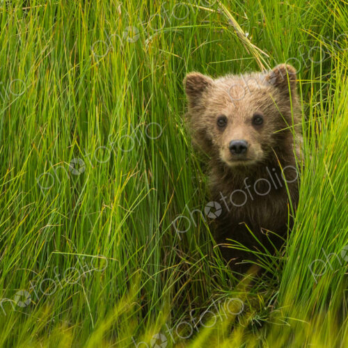 Brown bear cub, Lake Clark National Park, Alaska, USA