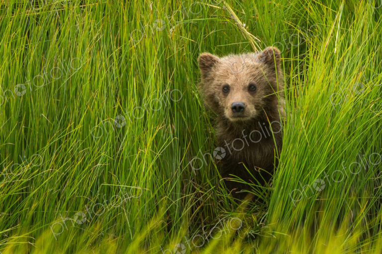 Brown bear cub, Lake Clark National Park, Alaska, USA