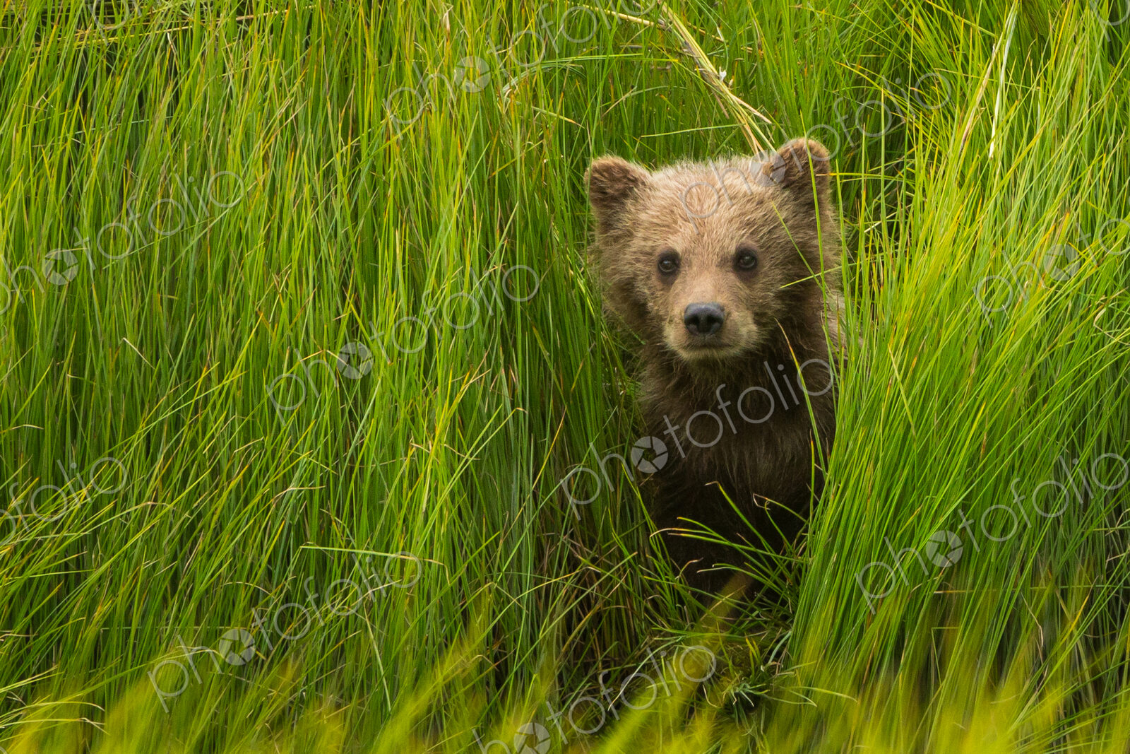 Brown bear cub, Lake Clark National Park, Alaska, USA