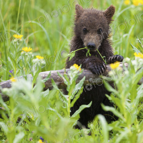 Brown bear cub, Lake Clark National Park, Alaska, USA Brown bear cub, Lake Clark National Park, Alaska, USA