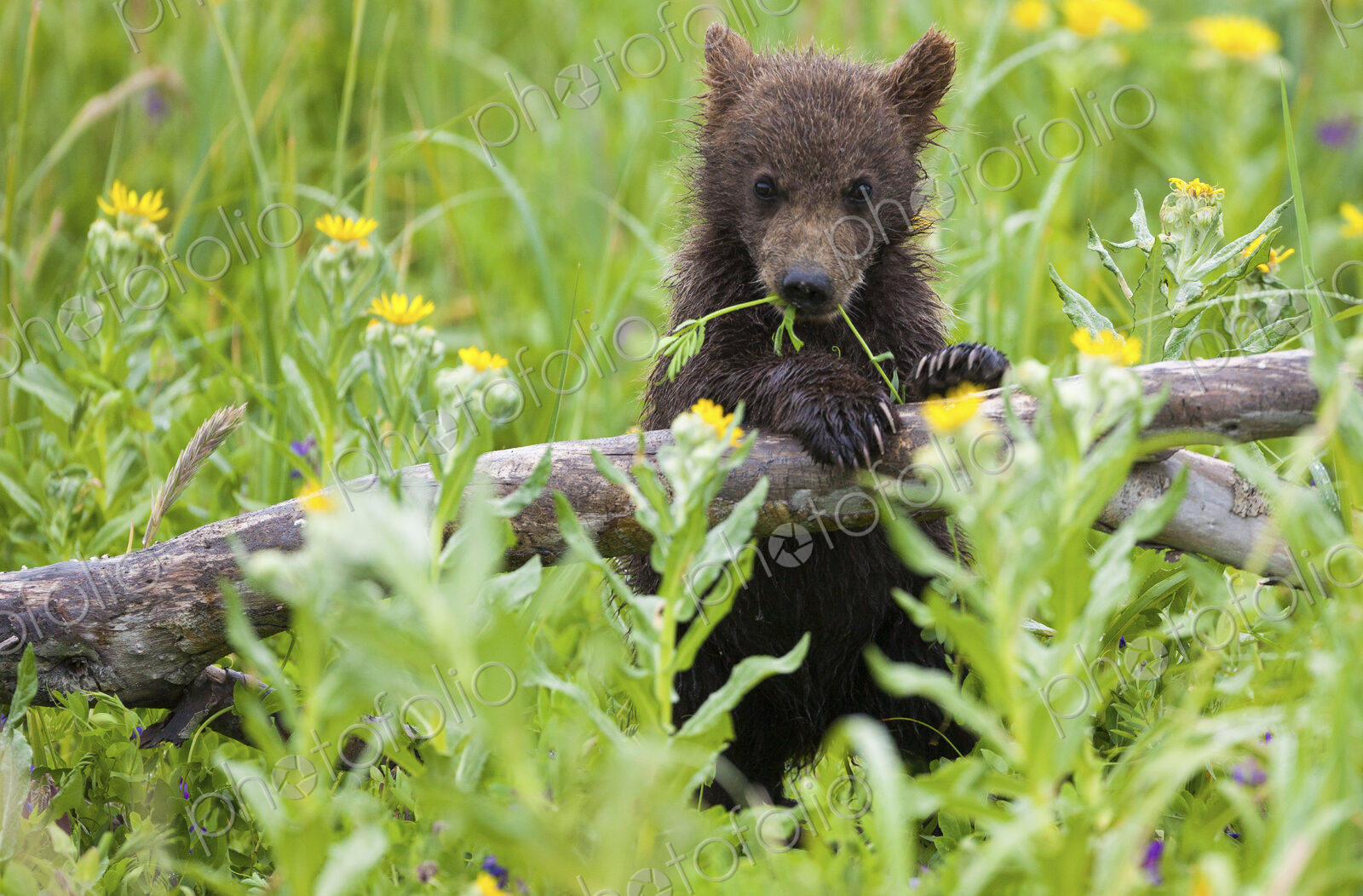 Brown bear cub, Lake Clark National Park, Alaska, USA