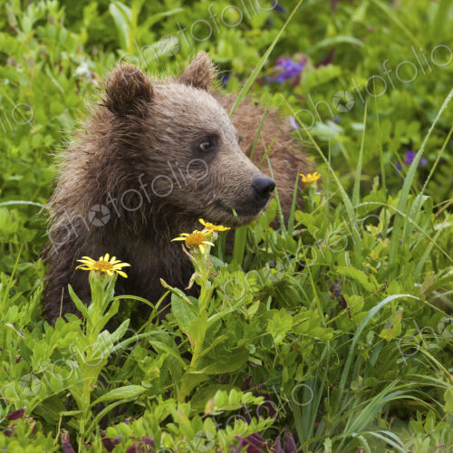 Brown bear cub, Lake Clark National Park, Alaska, USA Brown bear cub, Lake Clark National Park, Alaska, USA