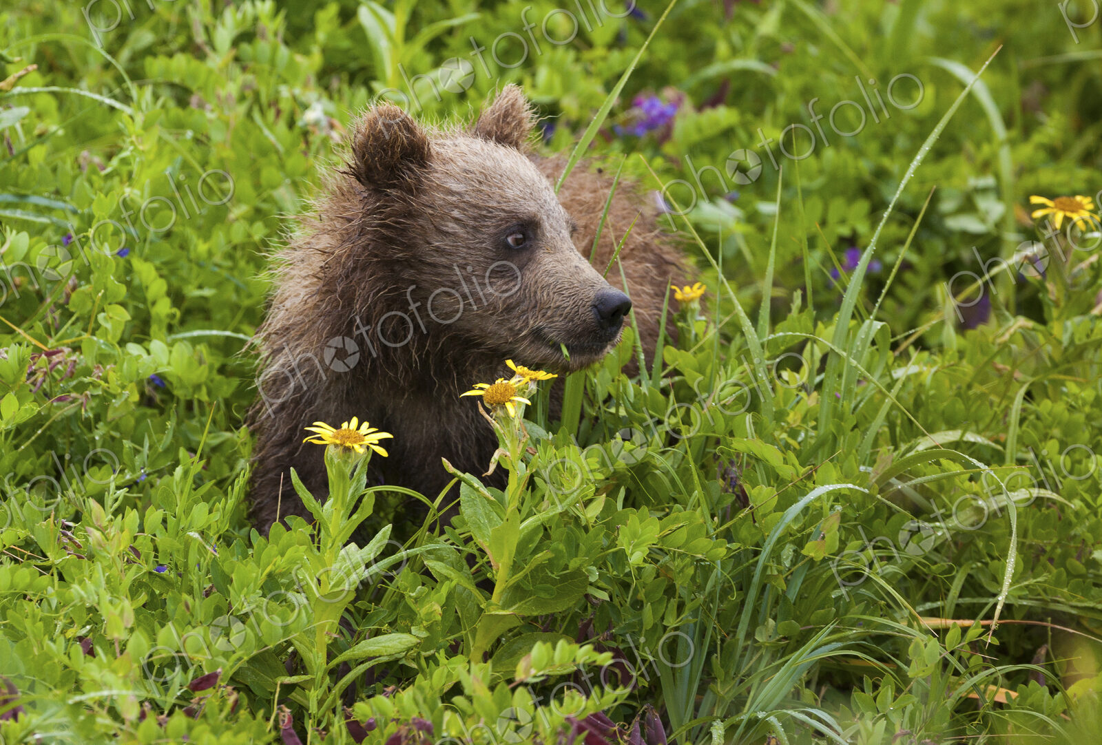 Brown bear cub, Lake Clark National Park, Alaska, USA