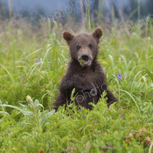 Brown bear cub, Lake Clark National Park, Alaska, USA Brown bear cub, Lake Clark National Park, Alaska, USA