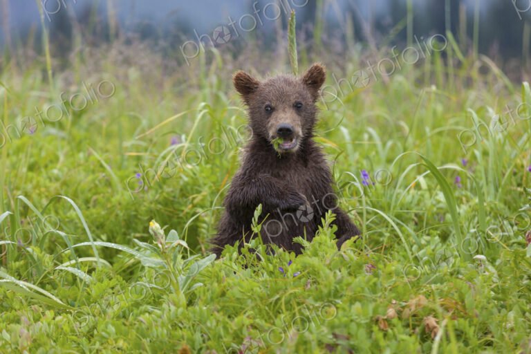 Brown bear cub, Lake Clark National Park, Alaska, USA