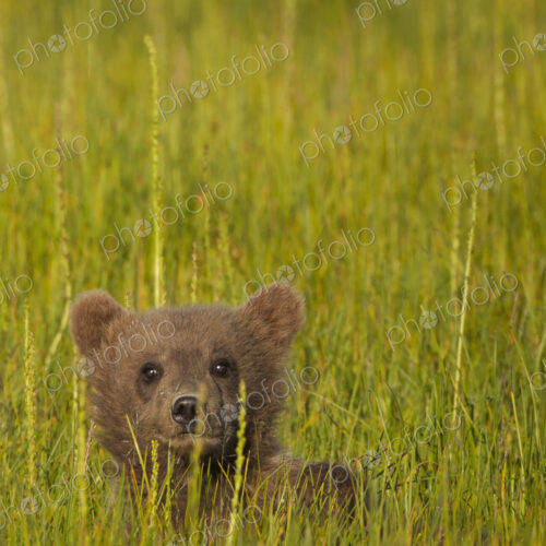 Brown bear cub, Lake Clark National Park, Alaska, USA
