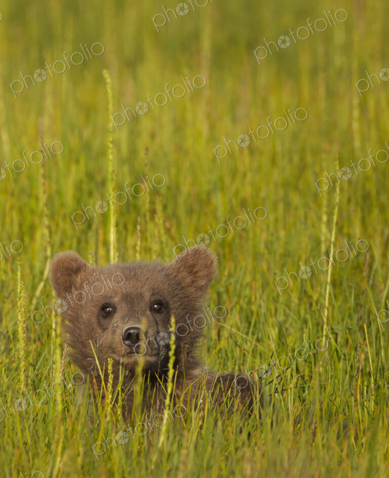 Brown bear cub, Lake Clark National Park, Alaska, USA