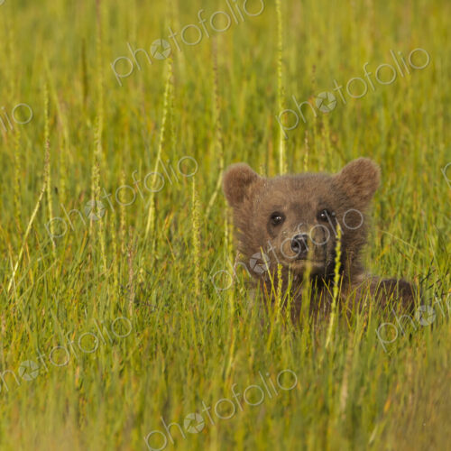 Brown bear cub, Lake Clark National Park, Alaska, USA