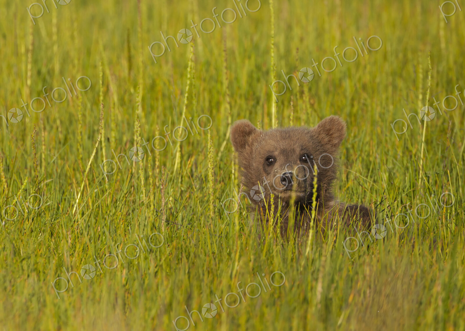 Brown bear cub, Lake Clark National Park, Alaska, USA