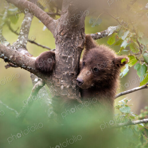 Brown bear cub, Ursus arctos climbing a tree, Katmai National Park, Alaska, USA Brown bear cub, Ursus arctos climbing a tree, Katmai National Park, Alaska, USA