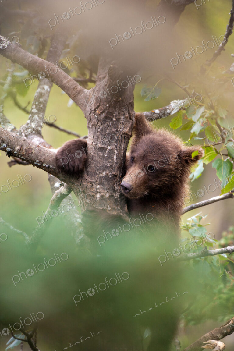 Brown bear cub, Ursus arctos climbing a tree, Katmai National Park, Alaska, USA
