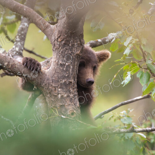 Brown bear cub climbing a tree, Katmai National Park, Alaska, USA Brown bear cub climbing a tree, Katmai National Park, Alaska, USA