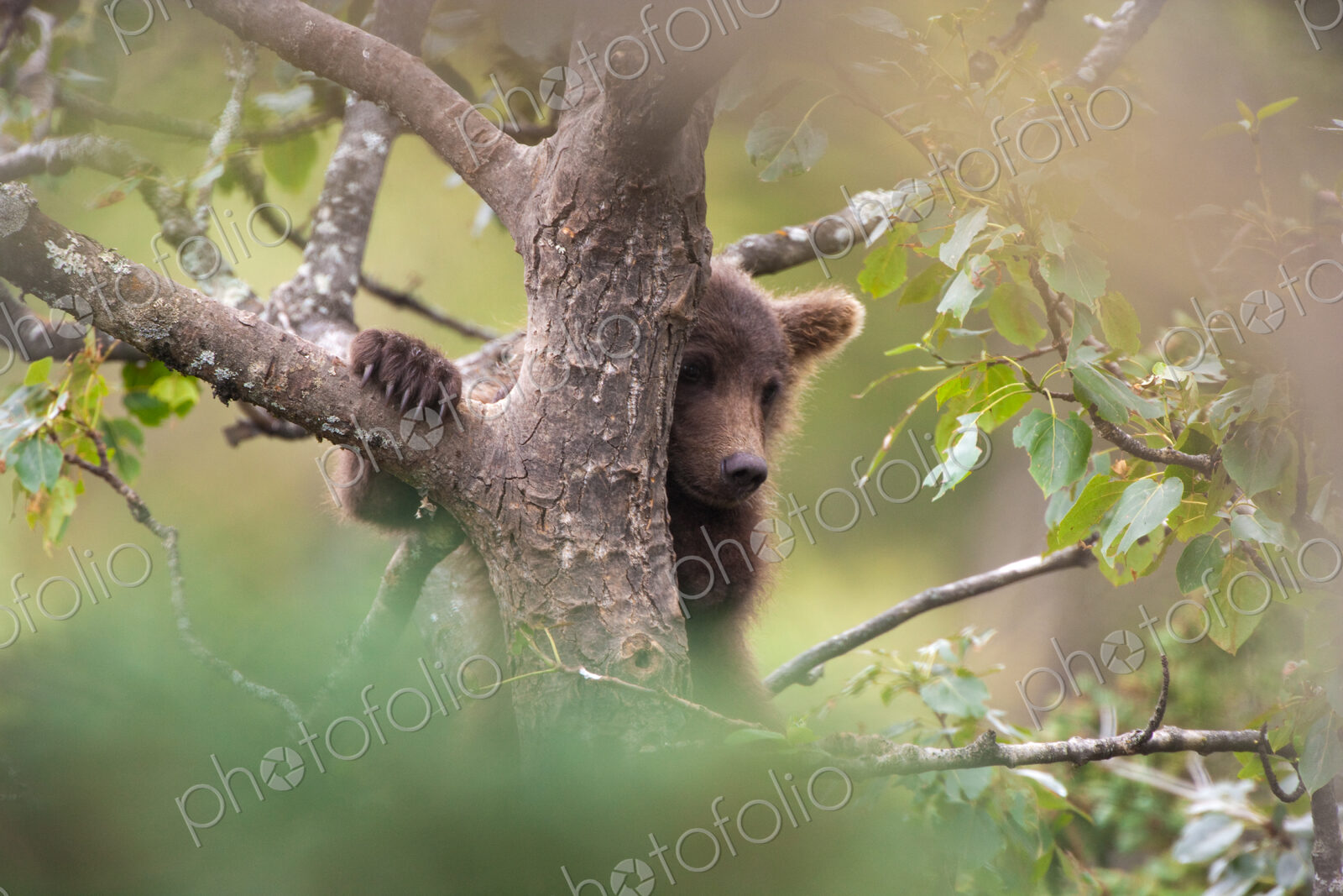 Brown bear cub climbing a tree, Katmai National Park, Alaska, USA