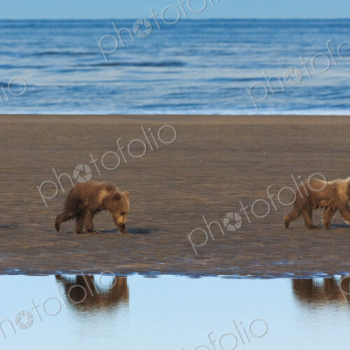 Brown bear cubs, Lake Clark National Park, Alaska, USA Brown bear cubs, Lake Clark National Park, Alaska, USA