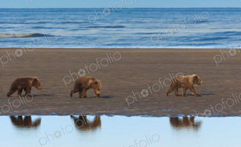 Brown bear cubs, Lake Clark National Park, Alaska, USA