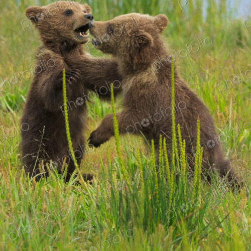 Brown bear cubs, Lake Clark National Park, Alaska, USA Brown bear cubs, Lake Clark National Park, Alaska, USA