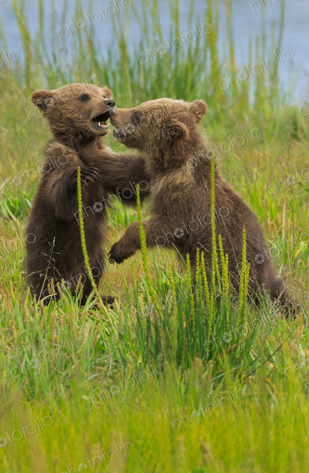 Brown bear cubs, Lake Clark National Park, Alaska, USA