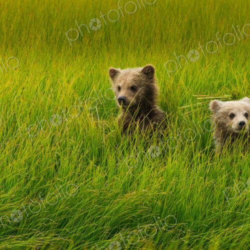 Brown bear cubs, Lake Clark National Park, Alaska, USA