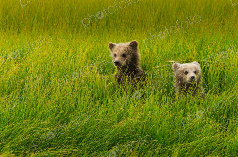 Brown bear cubs, Lake Clark National Park, Alaska, USA