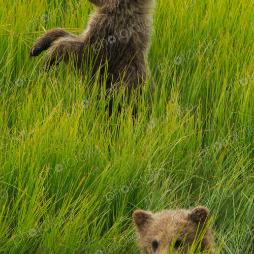 Brown bear cubs, Lake Clark National Park, Alaska, USA