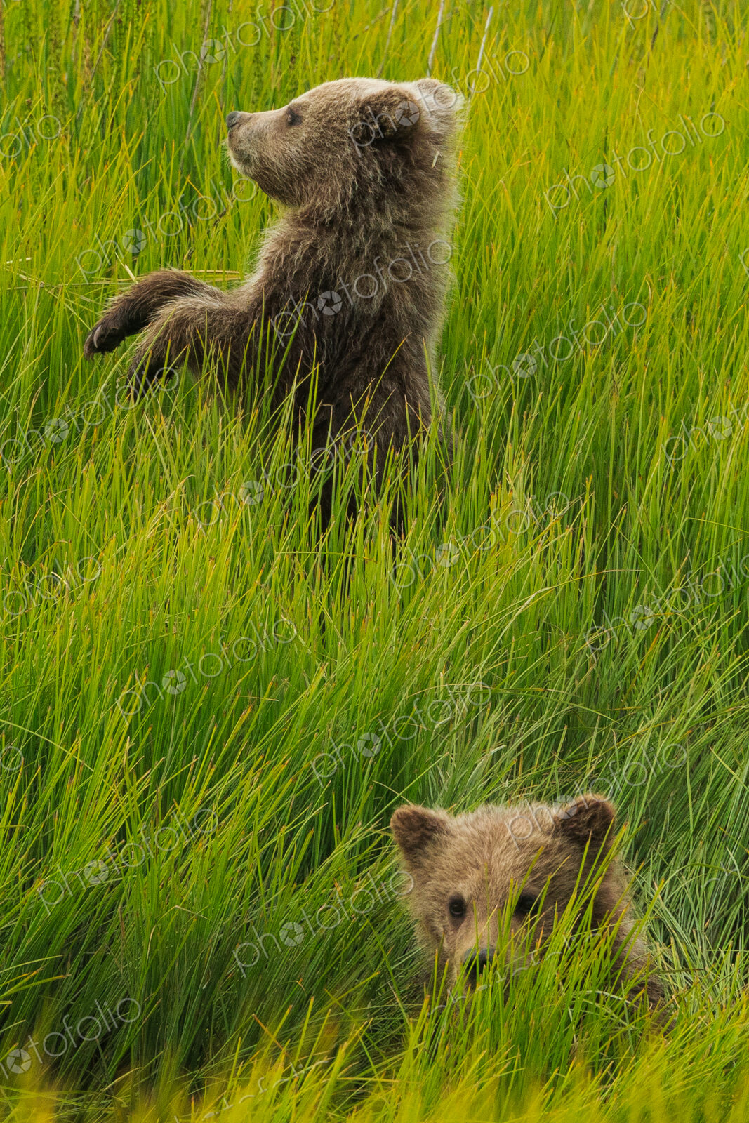 Brown bear cubs, Lake Clark National Park, Alaska, USA