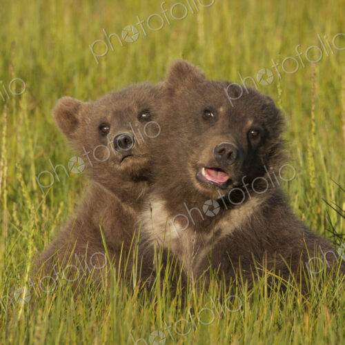 Brown bear cubs, Lake Clark National Park, Alaska, USA Brown bear cubs, Lake Clark National Park, Alaska, USA