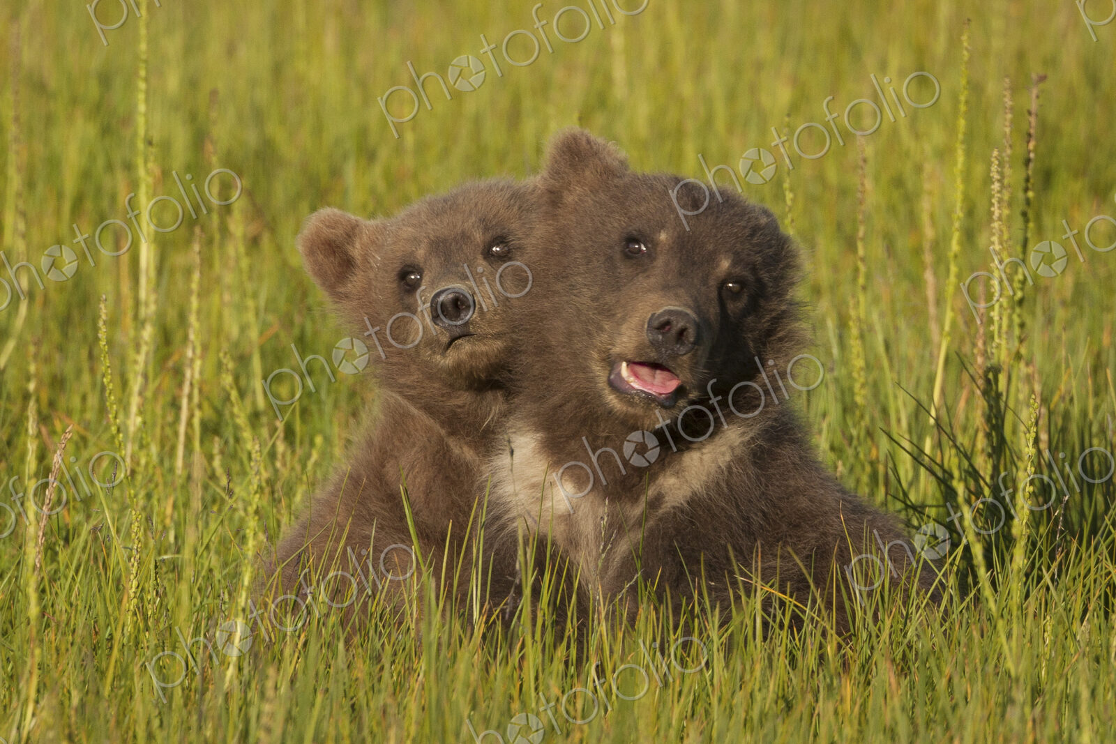 Brown bear cubs, Lake Clark National Park, Alaska, USA