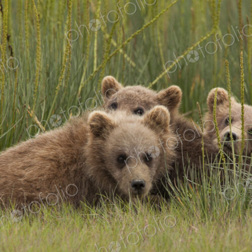 Brown bear cubs, Lake Clark National Park, Alaska, USA Brown bear cubs, Lake Clark National Park, Alaska, USA
