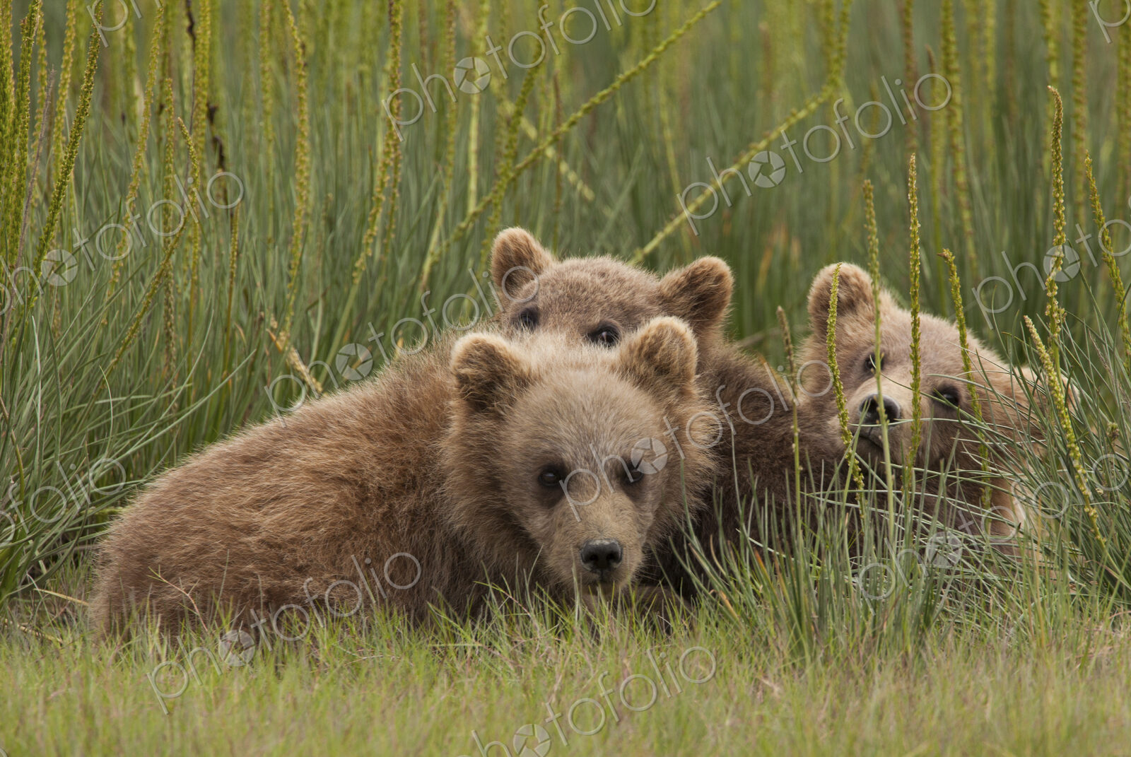 Brown bear cubs, Lake Clark National Park, Alaska, USA