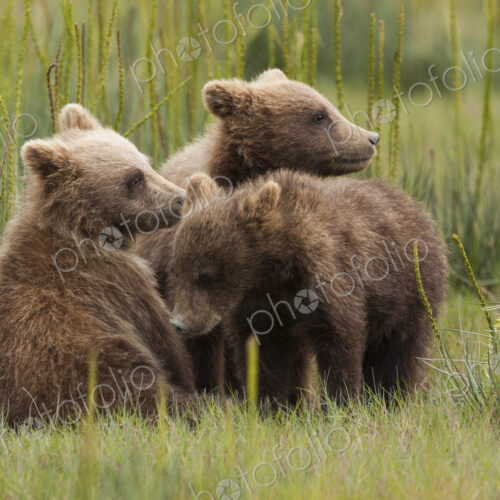Brown bear cubs, Lake Clark National Park, Alaska, USA