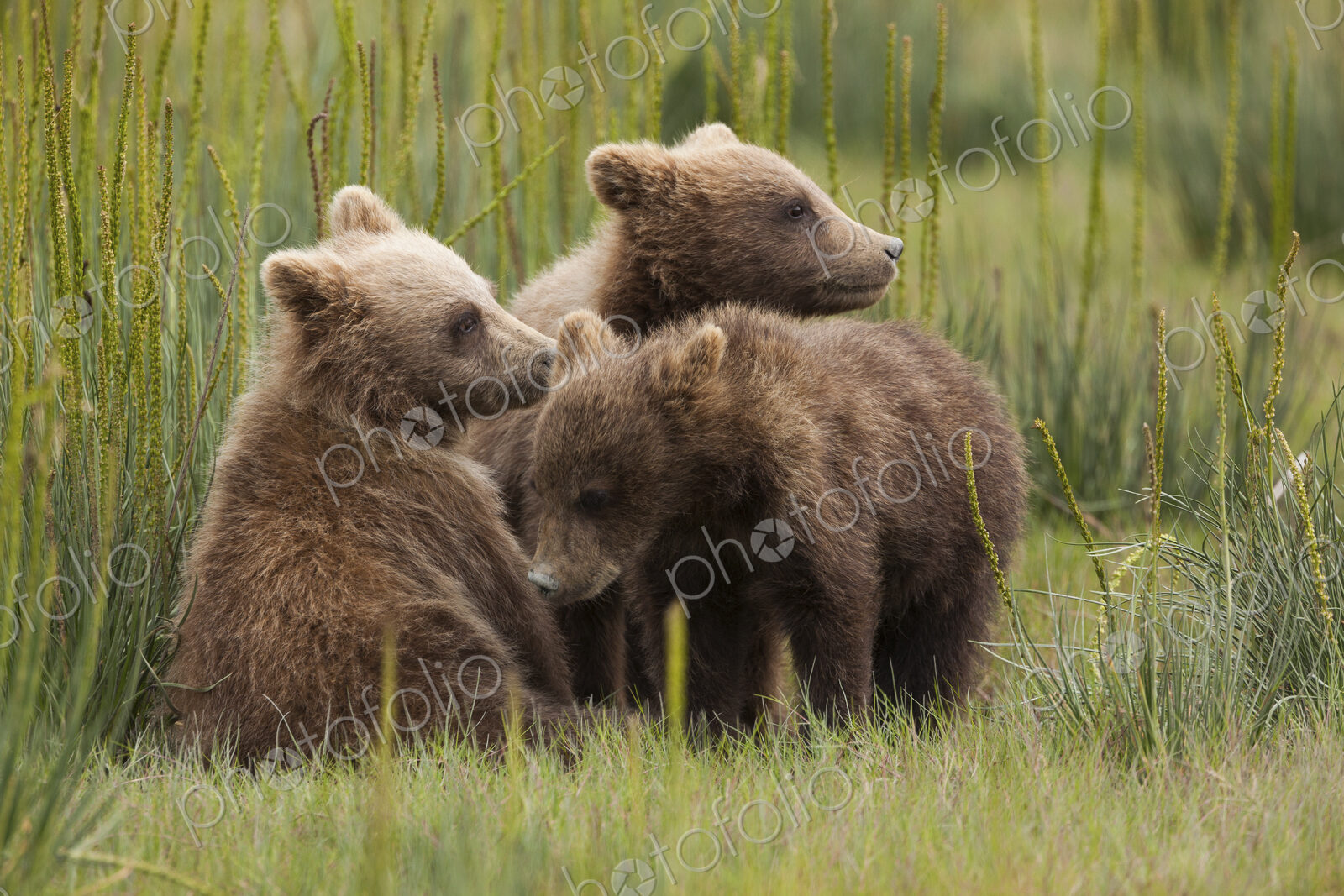 Brown bear cubs, Lake Clark National Park, Alaska, USA