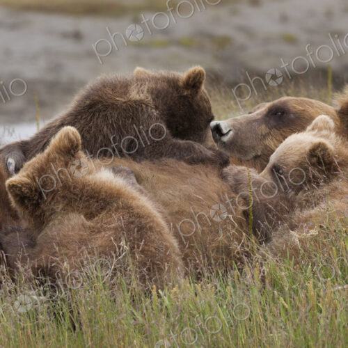 Brown bear cubs nursing, Lake Clark National Park, Alaska, USA Brown bear cubs nursing, Lake Clark National Park, Alaska, USA