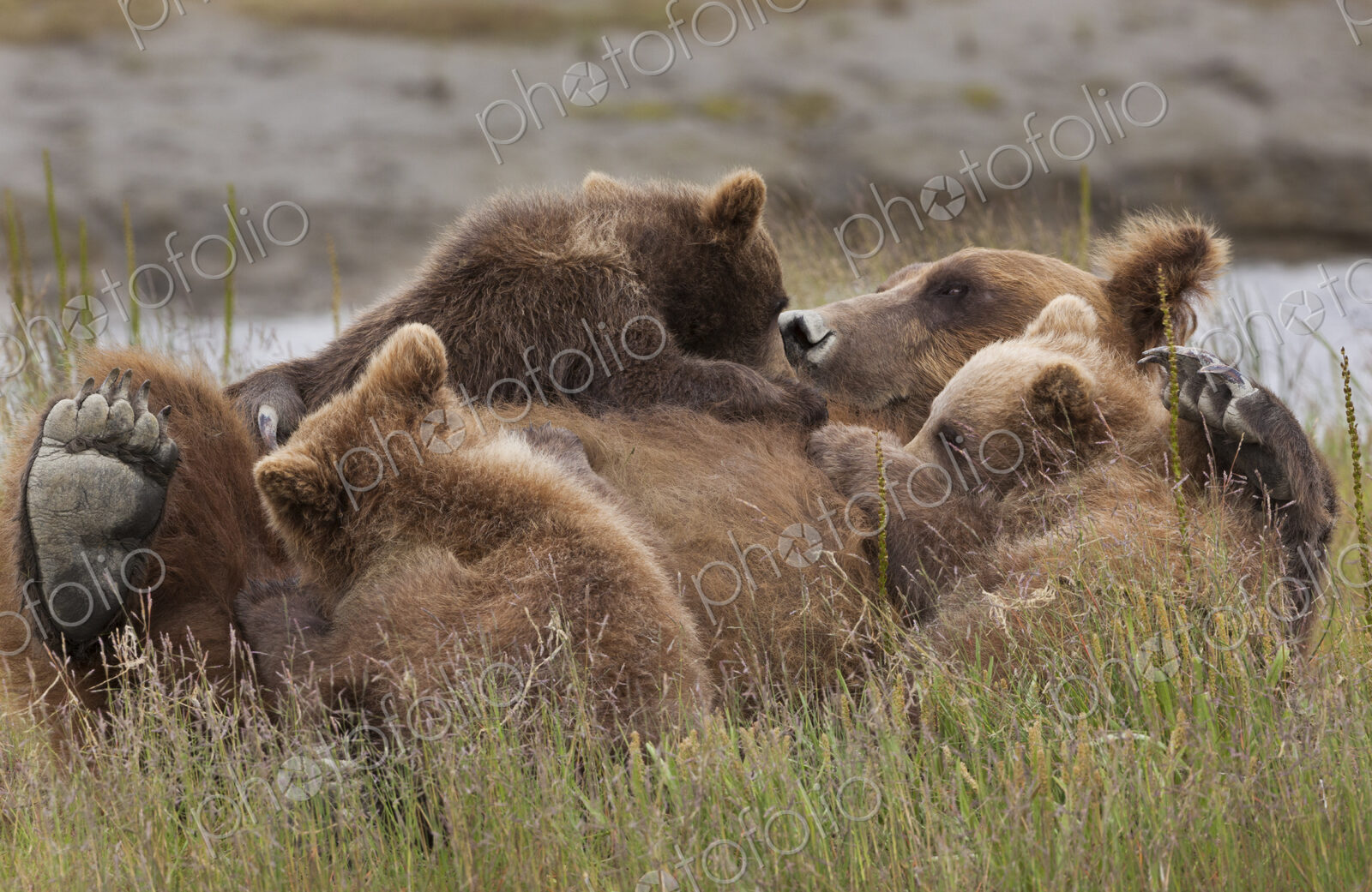 Brown bear cubs nursing, Lake Clark National Park, Alaska, USA