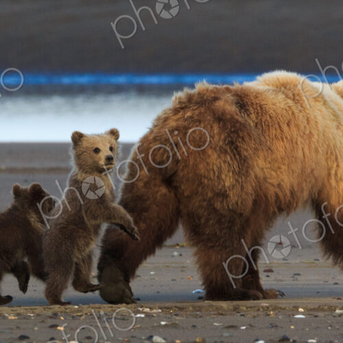 Brown bear sow and cubs, Lake Clark National Park, Alaska, USA Brown bear sow and cubs, Lake Clark National Park, Alaska, USA