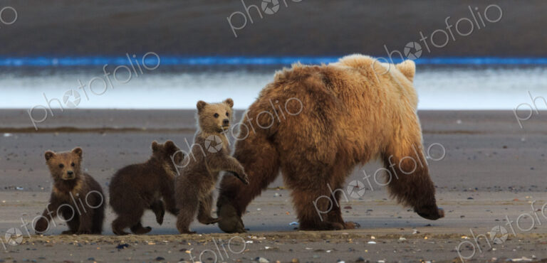 Brown bear sow and cubs, Lake Clark National Park, Alaska, USA