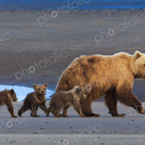 Brown bear sow and cubs, Lake Clark National Park, Alaska, USA Brown bear sow and cubs, Lake Clark National Park, Alaska, USA