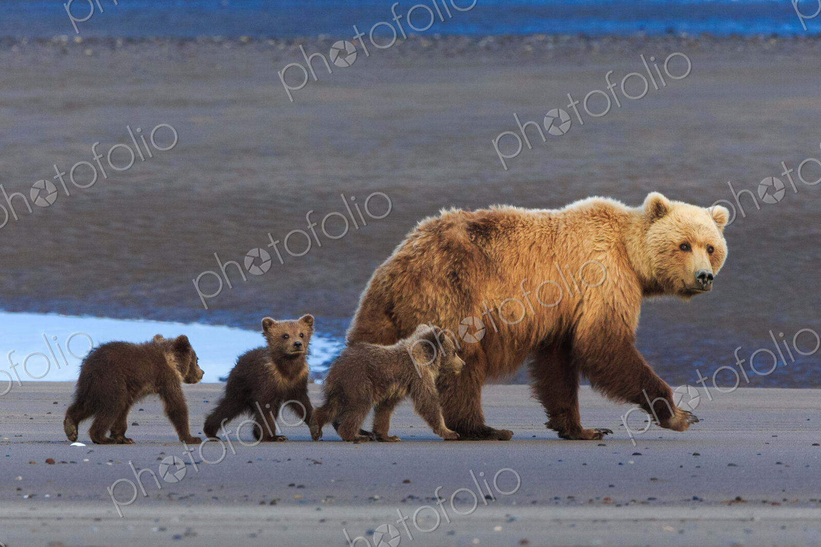 Brown bear sow and cubs, Lake Clark National Park, Alaska, USA