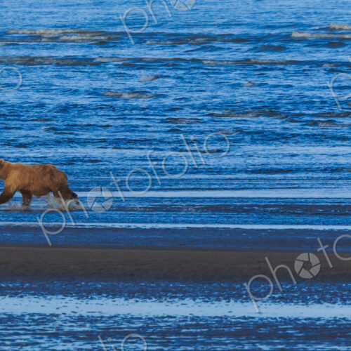 Brown bear sow and cubs, Lake Clark National Park, Alaska, USA Brown bear sow and cubs, Lake Clark National Park, Alaska, USA