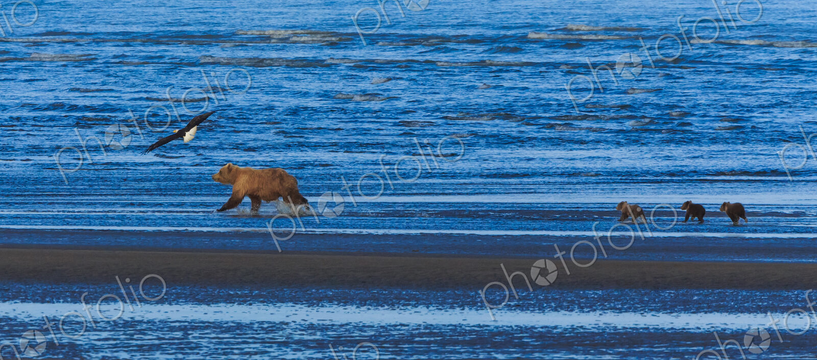 Brown bear sow and cubs, Lake Clark National Park, Alaska, USA