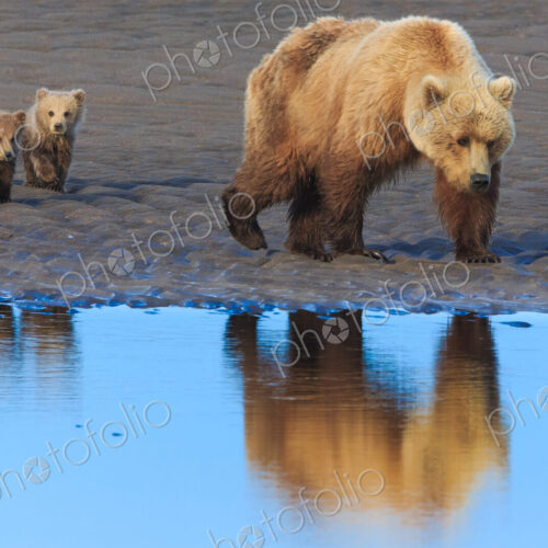 Brown bear sow and cubs, Lake Clark National Park, Alaska, USA Brown bear sow and cubs, Lake Clark National Park, Alaska, USA