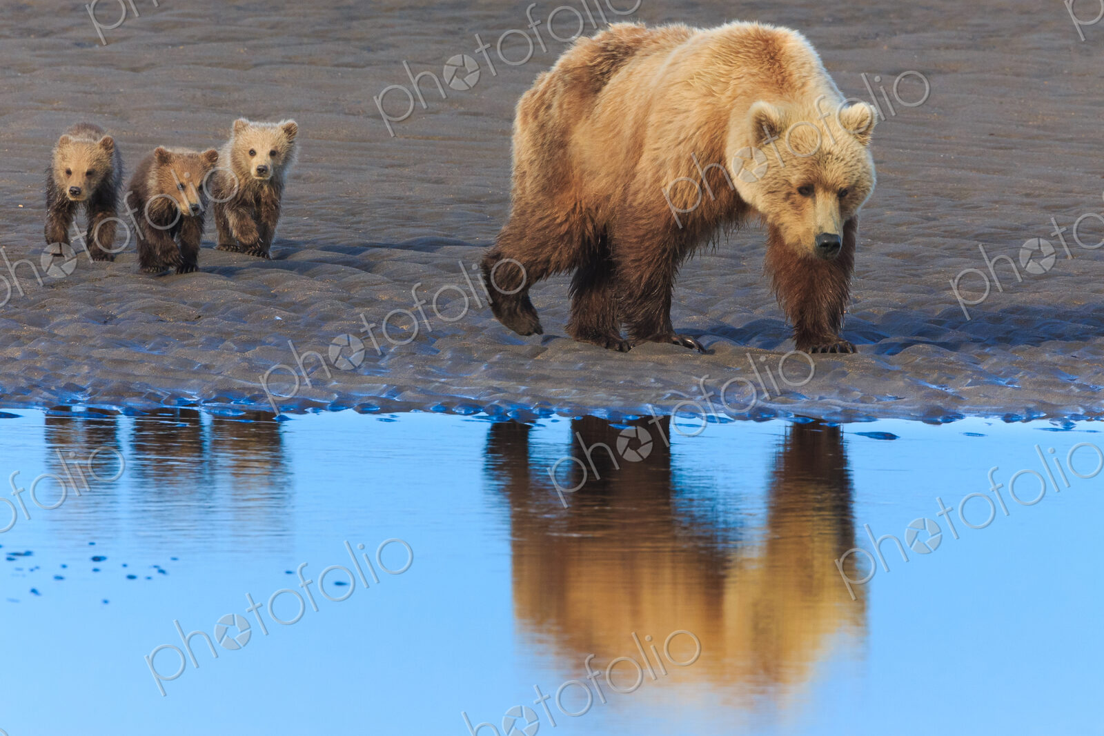 Brown bear sow and cubs, Lake Clark National Park, Alaska, USA
