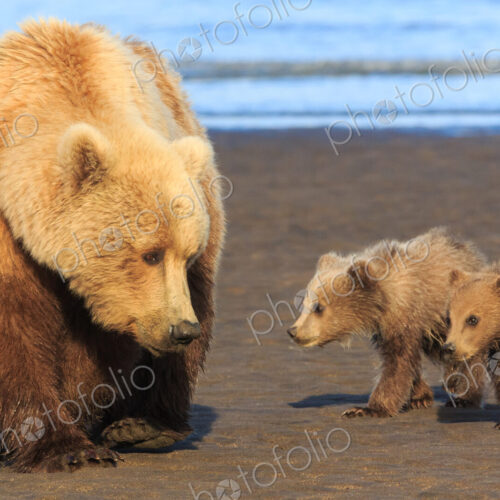 Brown bear sow and cubs, Lake Clark National Park, Alaska, USA Brown bear sow and cubs, Lake Clark National Park, Alaska, USA